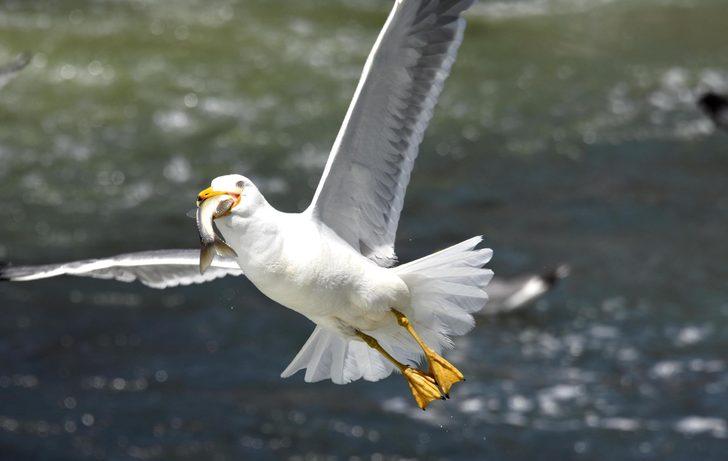 İnci kefalinin boyu uzadı, ağırlığı arttı  G5