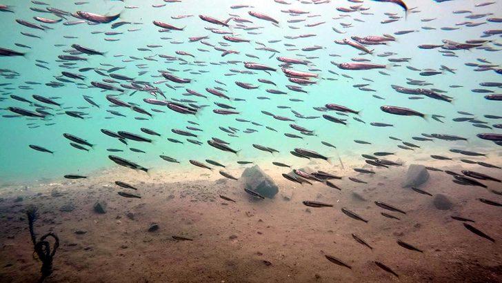 İnci kefalinin boyu uzadı, ağırlığı arttı  G1