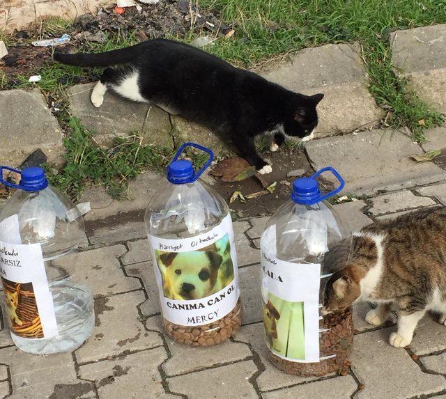 Yalova'da, öğrenciler sokak hayvanlarına yemek ve su bıraktı