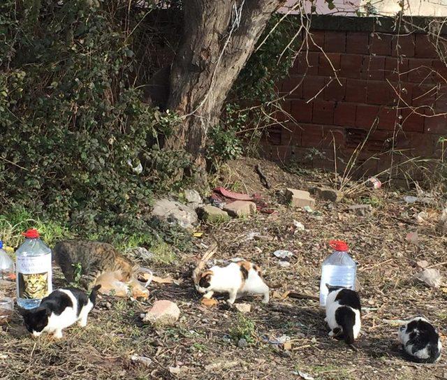 Yalova'da, öğrenciler sokak hayvanlarına yemek ve su bıraktı