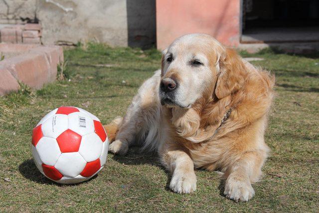 'Paşa' ile köpek korkusunu yendi, hayatı değişti