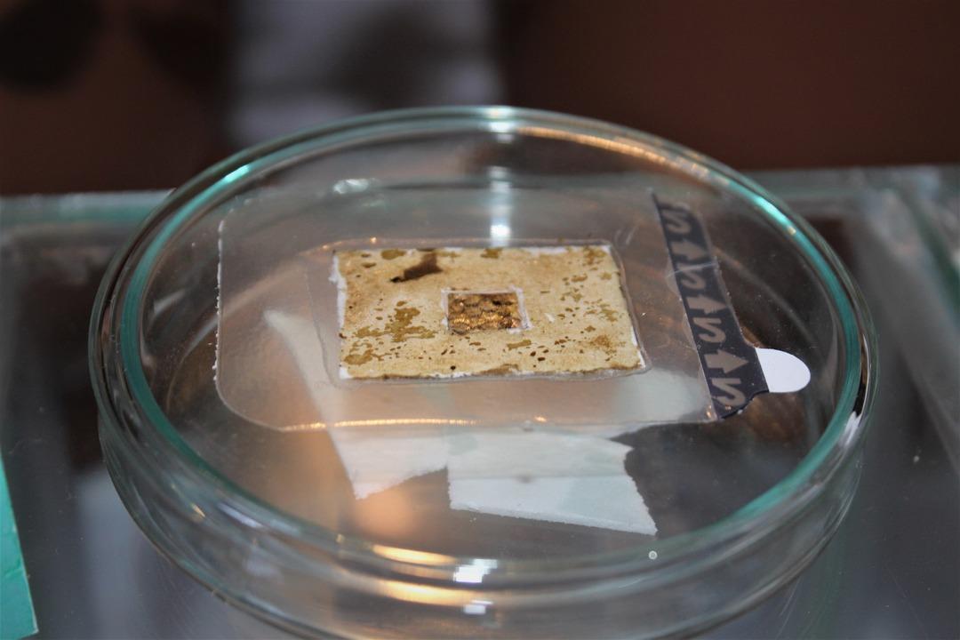 Lise &ouml;ğrencileri yaraları 15 dakikada iyileştiren organik yara bandı buldu!