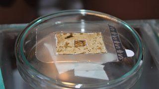 Lise öğrencileri yaraları 15 dakikada iyileştiren organik yara bandı buldu!