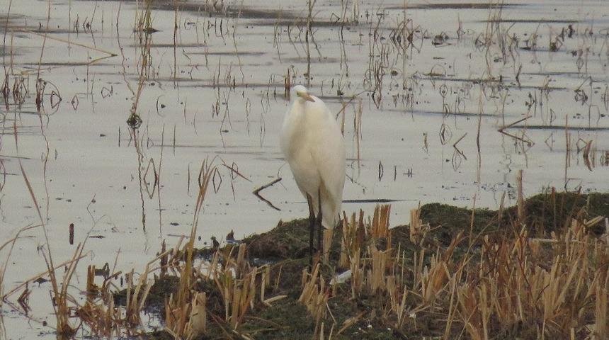 G&ouml;l ve sulak alanlarda 131 bin 686 su kuşu sayıldı