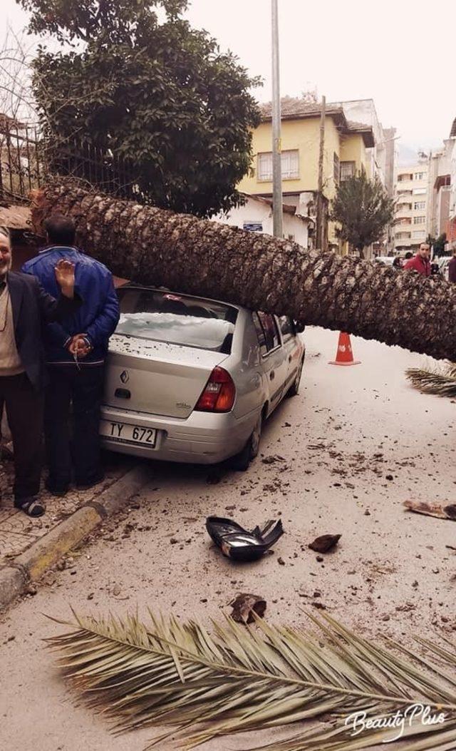 İskenderun’da fırtına ağaçları devirdi, otomobillere zarar verdi