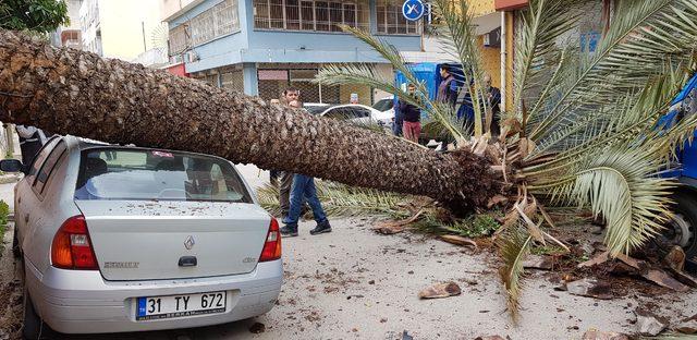 Fırtınanın devirdiği hurma ağacı 2 araca zarar verdi
