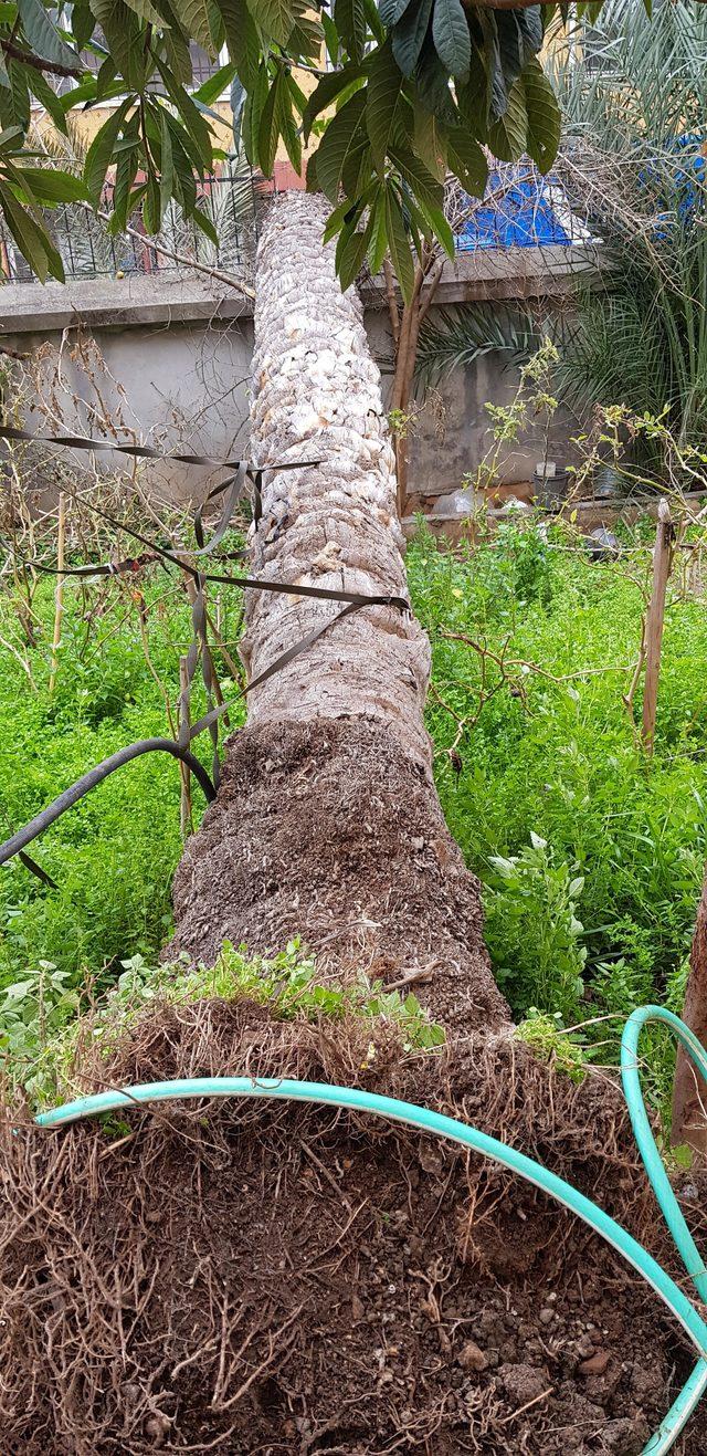 Fırtınanın devirdiği hurma ağacı 2 araca zarar verdi