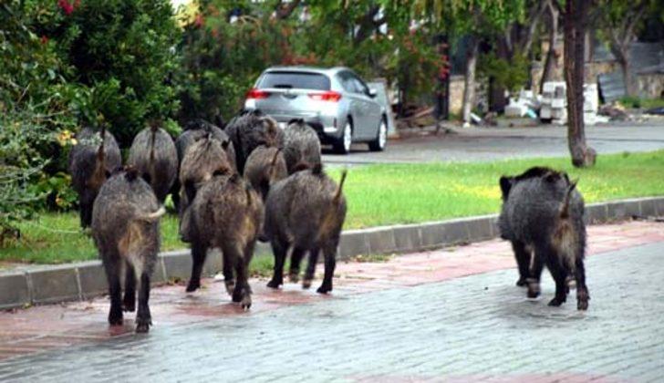 Aç kalan domuzlar ilçe merkezine indi  G1