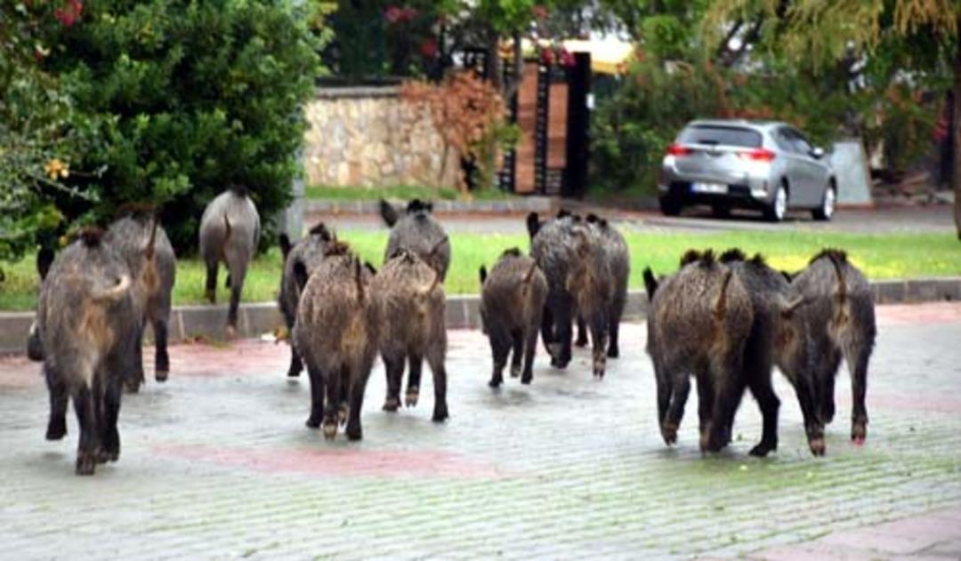 A&ccedil; kalan domuzlar il&ccedil;e merkezine indi 