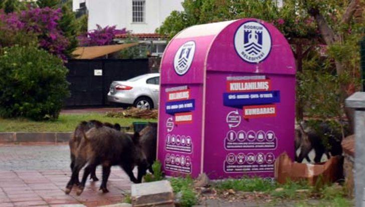 Aç kalan domuzlar ilçe merkezine indi  G3