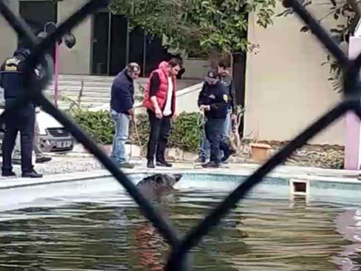 Aç kalan domuzlar ilçe merkezine indi  G4