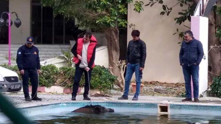 Aç kalan domuzlar ilçe merkezine indi  G5