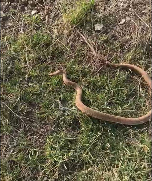 Yılanı kafasından tutup fare deliğine bıraktı