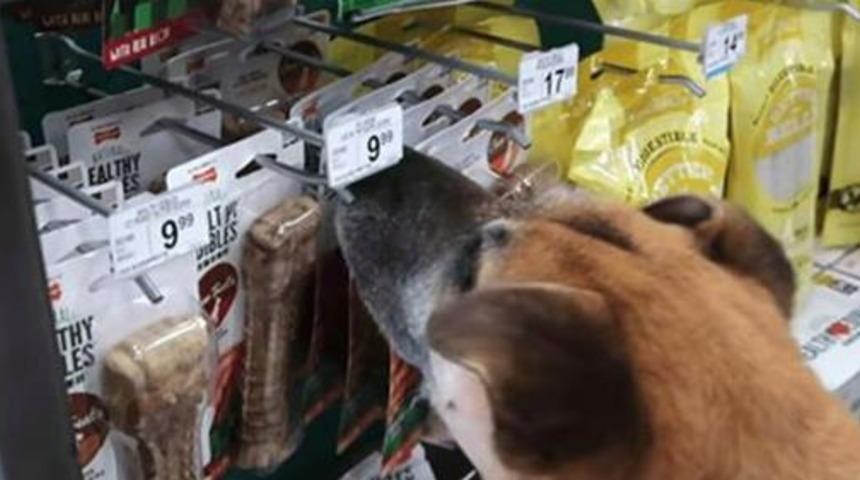 Evsiz köpeği petshopa götürüp dokunduğu ve kokladığı her şeyi satın aldı