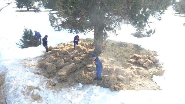 Jandarma’dan ‘yılkı atı’na doğa operasyonu