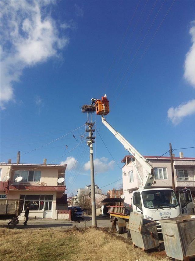 Elektrik direklerindeki leylek yuvaları yenilendi