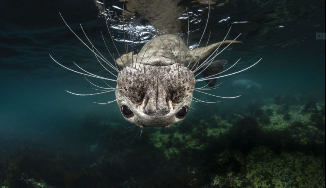 2019 Sony D&uuml;nya Fotoğraf&ccedil;ılık Yarışması'nda &ouml;d&uuml;ller belli oldu