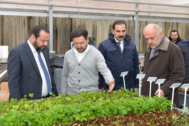 KMÜ, çevre düzenlemesi için kendi bitkisini üretiyor