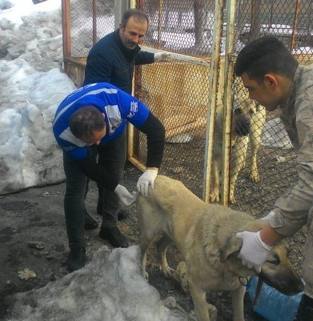 Hakkari’deki köpekler sağlık taramasından geçirildi