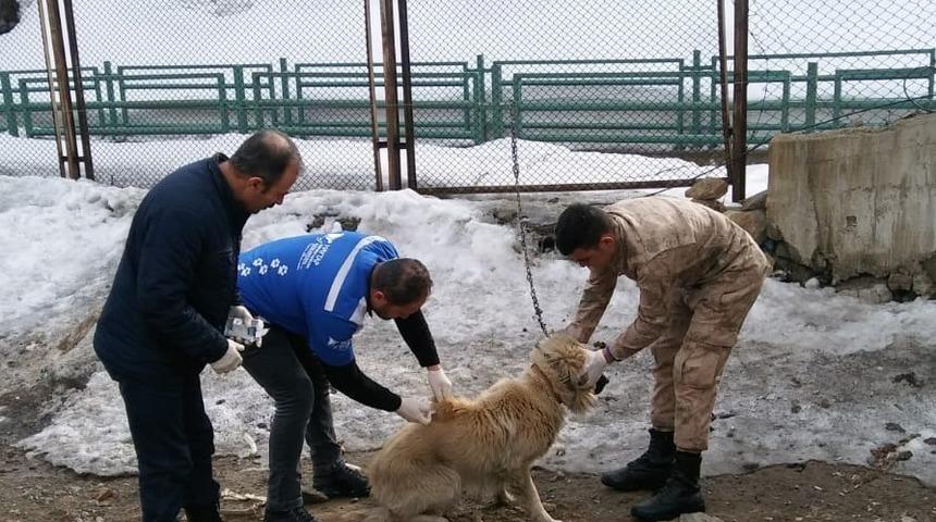 Hakkari&rsquo;deki k&ouml;pekler sağlık taramasından ge&ccedil;irildi