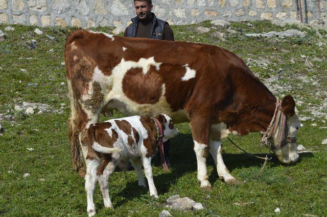 İnekteki ay yıldız, buzağıdaki kalp figürü şaşırtıyor