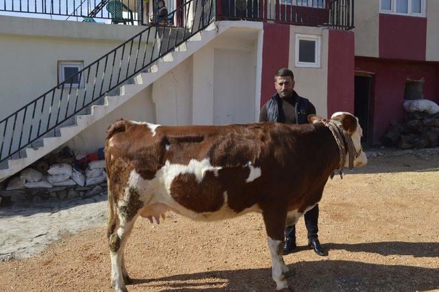 İnekteki ay yıldız, buzağıdaki kalp figürü şaşırtıyor