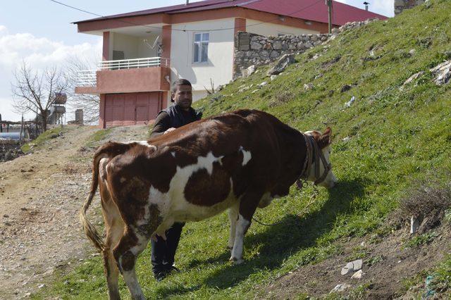 İnekteki ay yıldız, buzağıdaki kalp figürü şaşırtıyor