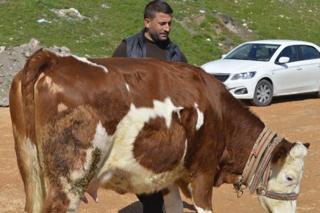 İnekteki ay yıldız, buzağıdaki kalp figürü şaşırtıyor