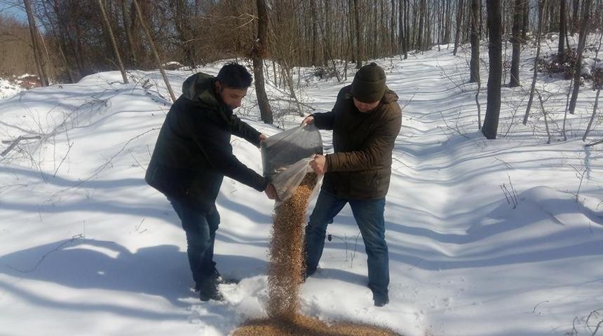 Ulaşımın g&uuml;&ccedil;l&uuml;kle sağlandığı alanlarda yemleme &ccedil;alışmaları