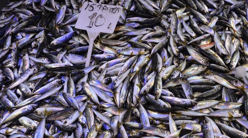 Hamsi yerini istavrite bıraktı