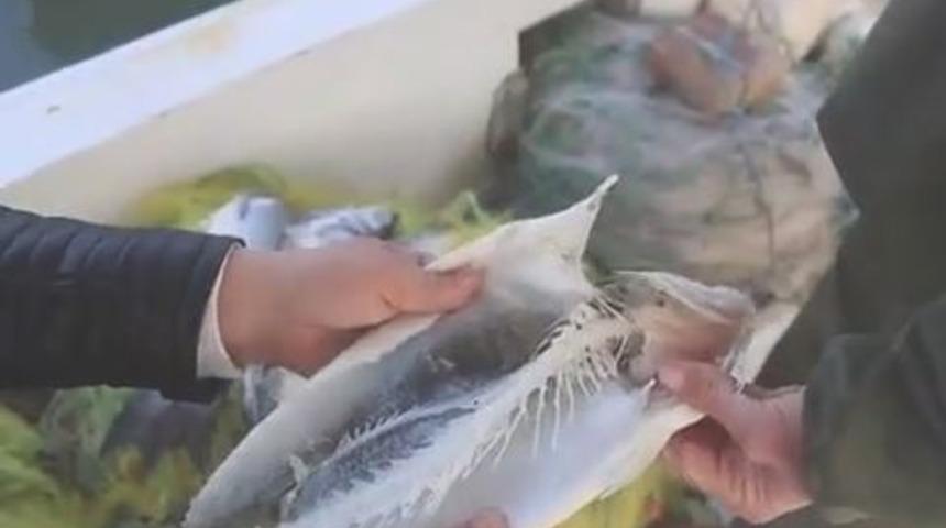 Muğla'da 'vampir pire' kabusu! Balıkları canlı canlı yiyorlar