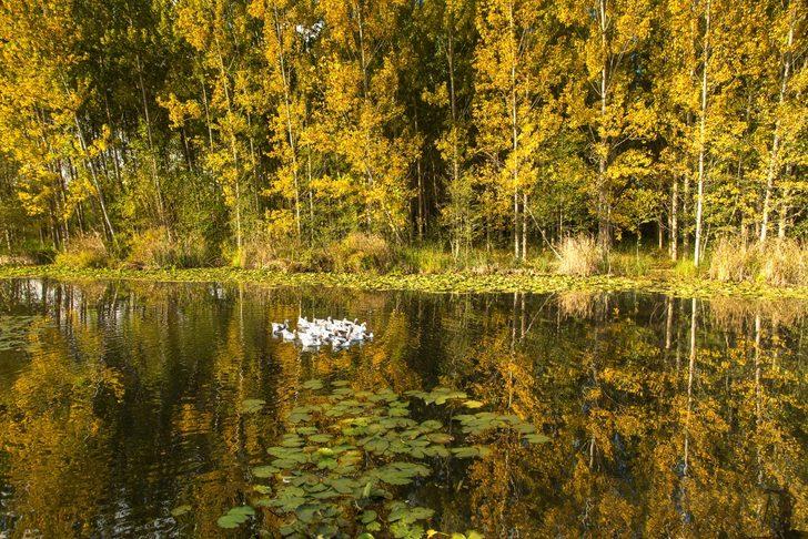 Doğa harikası Acarlar Longozu tescil edildi G2