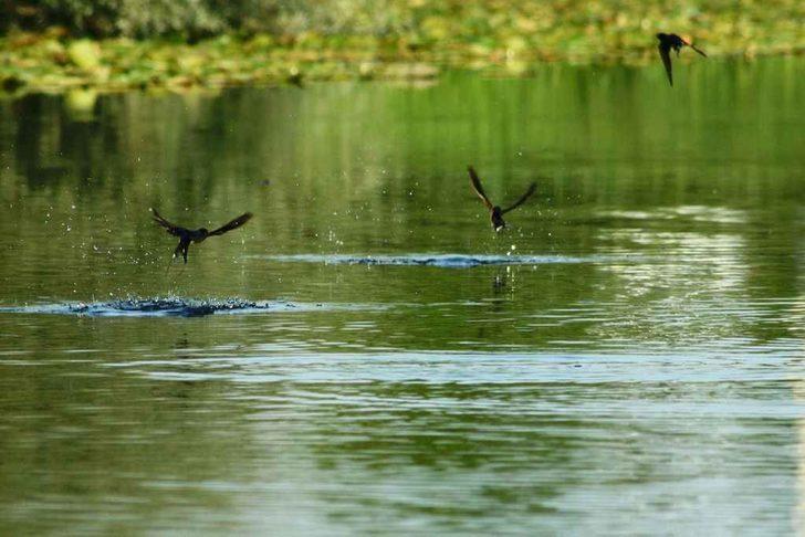 Doğa harikası Acarlar Longozu tescil edildi G4