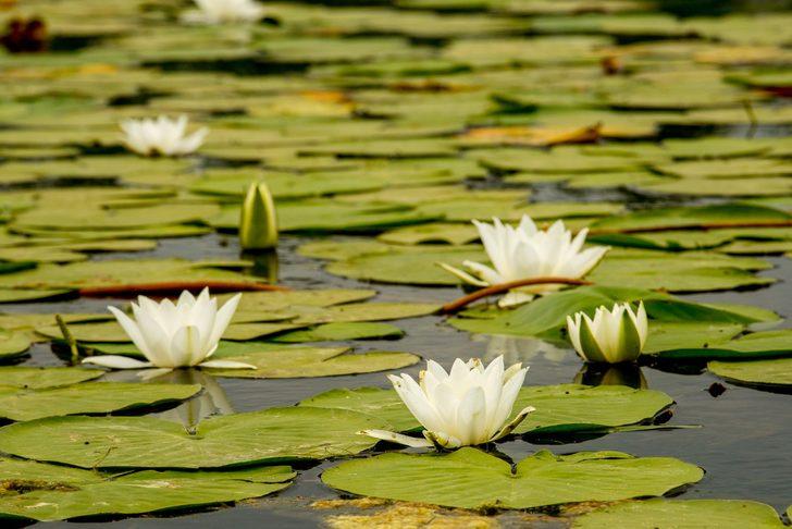 Doğa harikası Acarlar Longozu tescil edildi G1