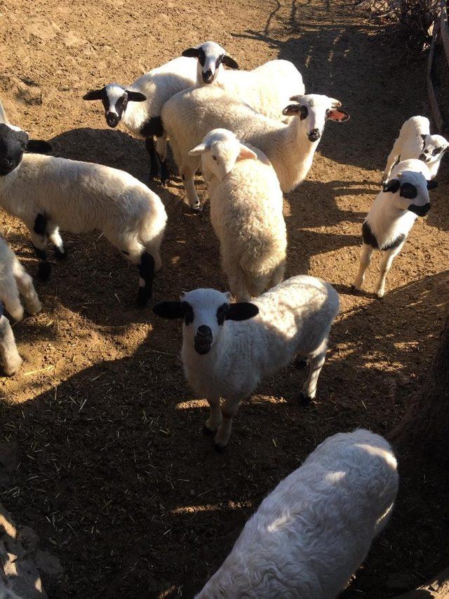 Burhaniye’de Aydınlı akademisyenlerden organik ziyareti