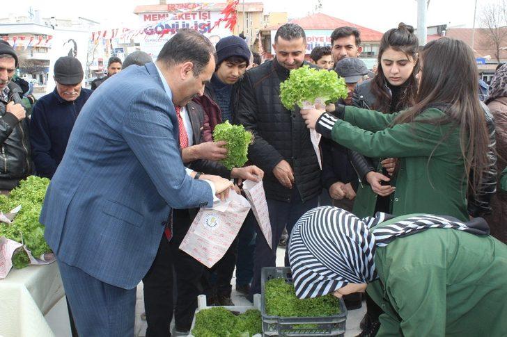 Erzincan’da vatandaşlara ücretsiz marul dağıtıldı G3