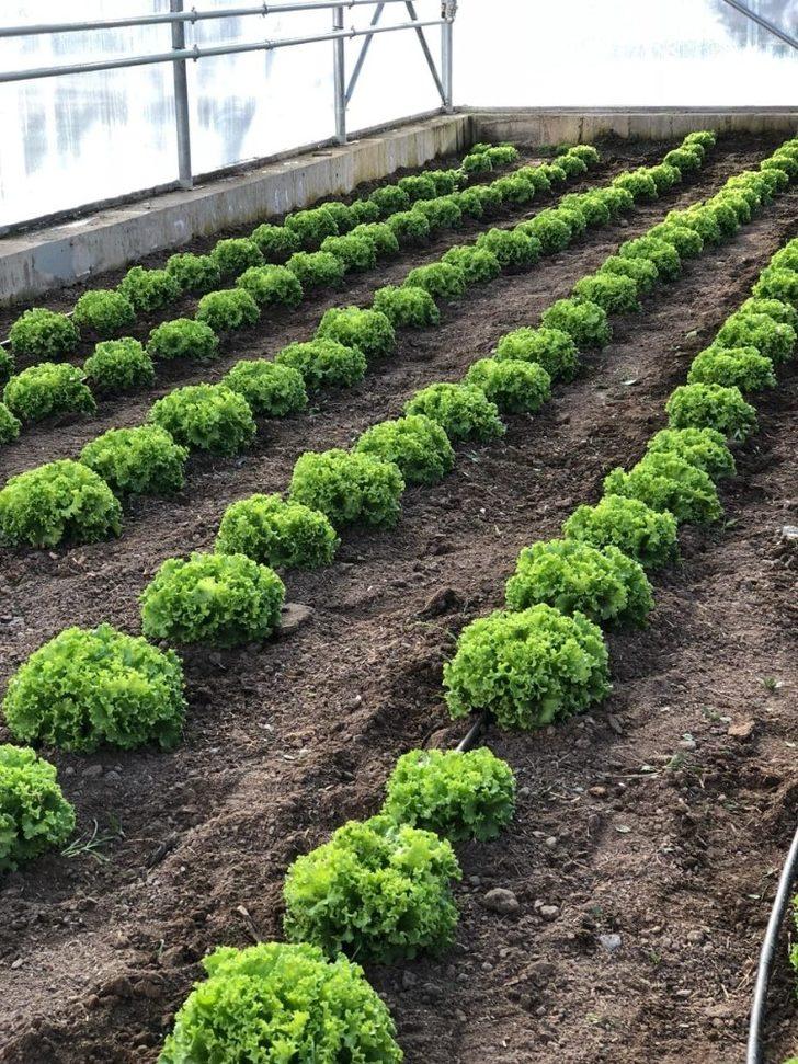 Erzincan’da vatandaşlara ücretsiz marul dağıtıldı G5