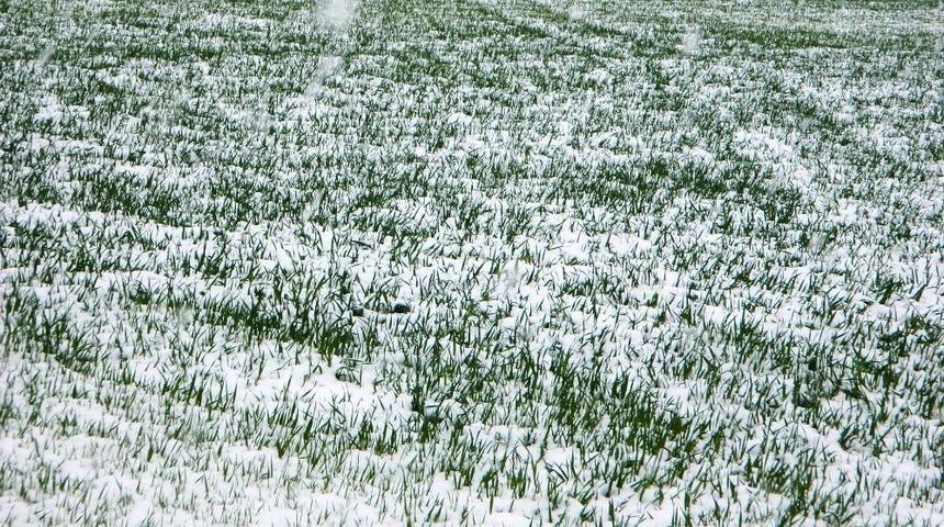 Kıyı Ege&rsquo;de zirai don tehlikesi