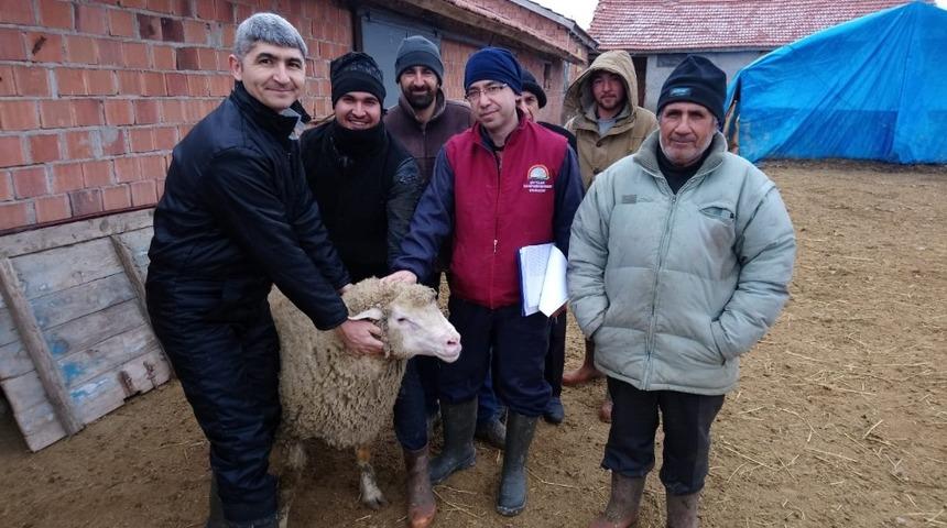 Yetiştiricilere k&uuml;&ccedil;&uuml;kbaş hayvan dağıtımı yapıldı