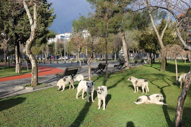 Başıboş köpekler korku salıyor