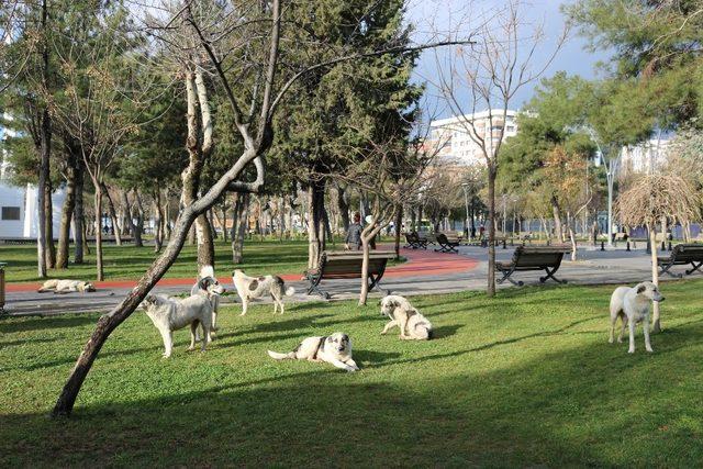 Başıboş köpekler korku salıyor