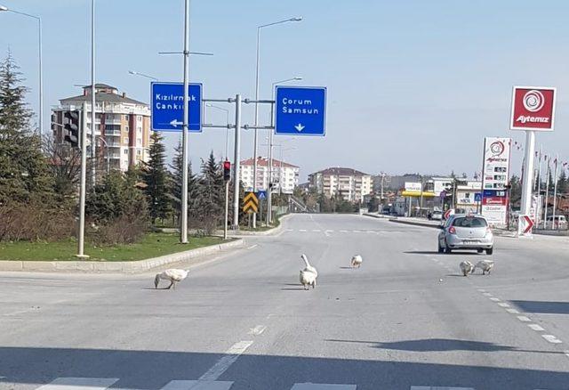 Başıboş kazlar trafiği tehlikeye düşürdü