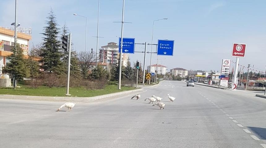 Başıboş kazlar trafiği tehlikeye d&uuml;ş&uuml;rd&uuml;