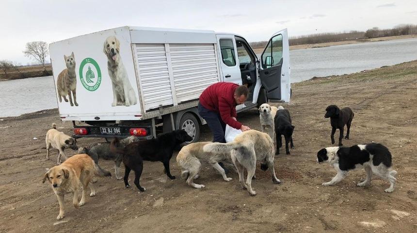 Sokak hayvanları unutulmadı