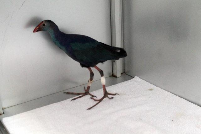 Kuş Cenneti&rsquo;nin simgesi  saz horozu  tedaviye alındı 2