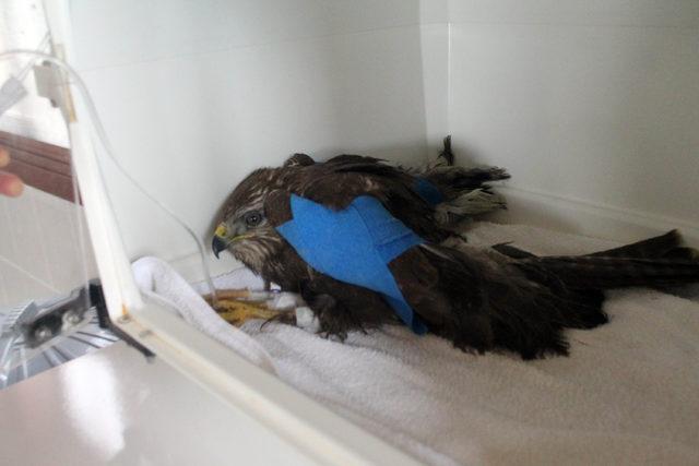 Kuş Cenneti&rsquo;nin simgesi  saz horozu  tedaviye alındı 3