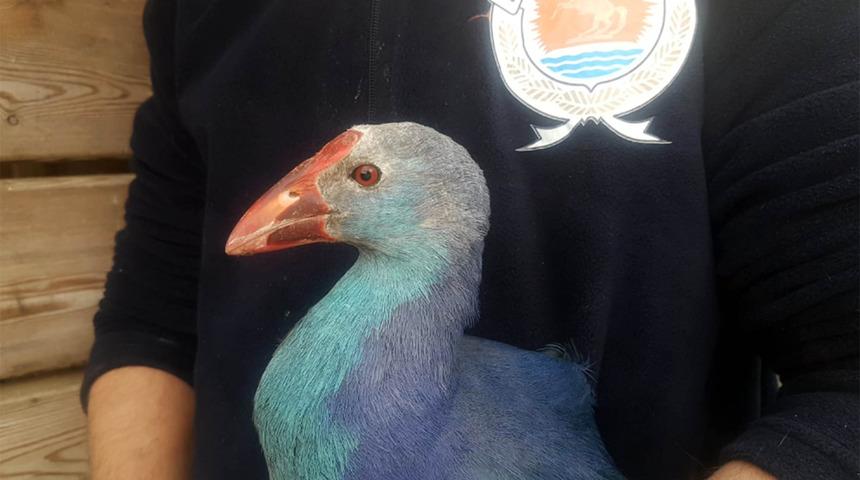 Kuş Cenneti&rsquo;nin simgesi 'saz horozu' tedaviye alındı