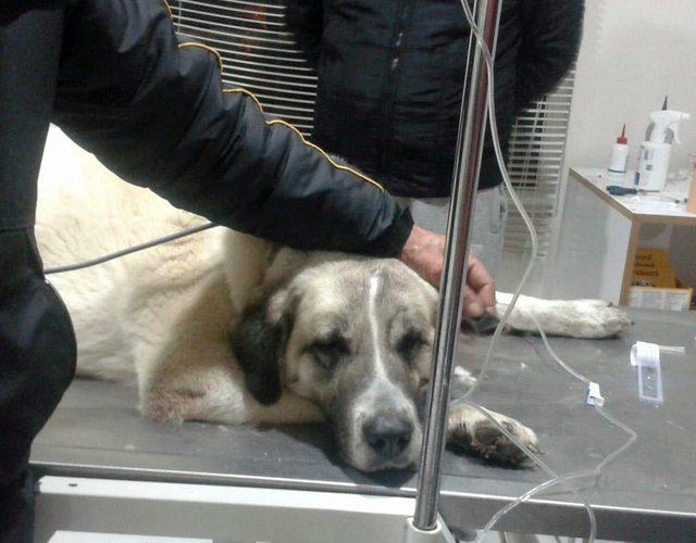 Urla'da zehirli makarna yiyen 3 köpek ile 1 martı telef oldu