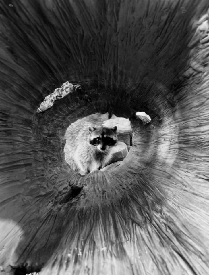 iPhone ile çekilmiş en iyi 10 fotoğraf  G5