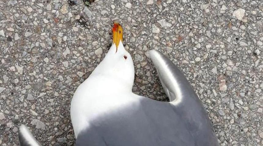 İzmir'de vicdanları sızlatan görüntü! Sebebi zehirli makarna